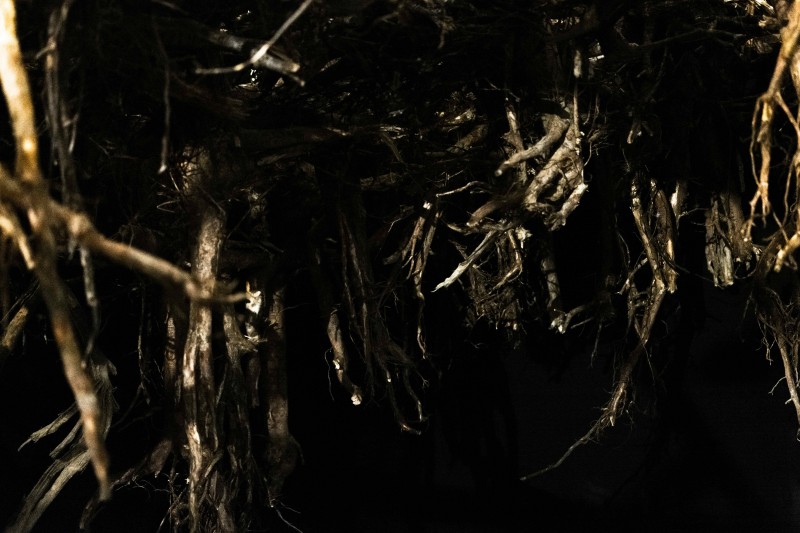 zdjęcie: ciemna przestrzeń wypełniona korzeniami drzew, ukazanych w dużym zbliżeniu, oświetlonych miejscowo