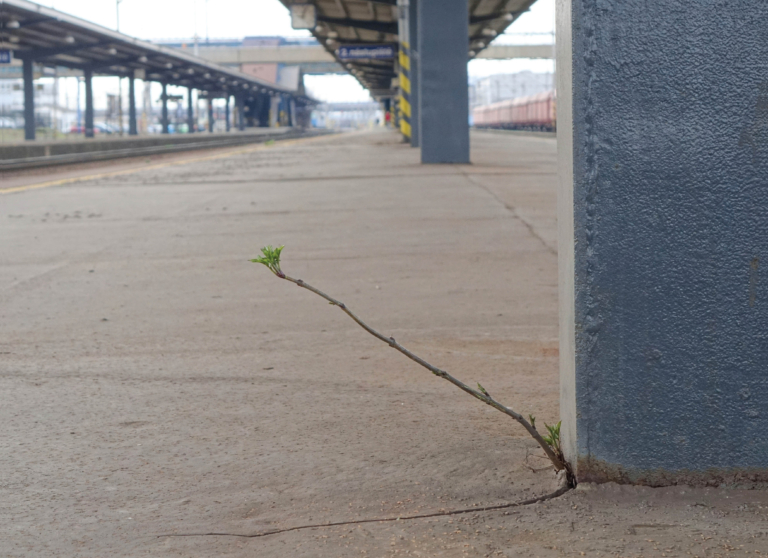 zdjęcie: na betonowym podłożu rośnie roślina - ma jedną łodygę z kilkoma liśćmi