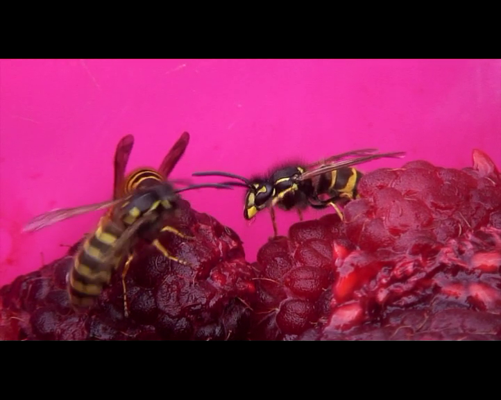 Wojciech Doroszuk. Raspberry Days