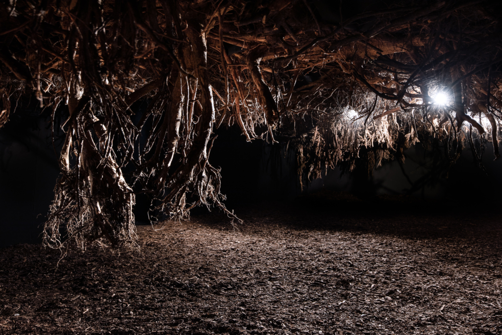 zdjęcie: w ciemnym pomieszczeniu widać zwisające z sufitu korzenie i karpy drzew