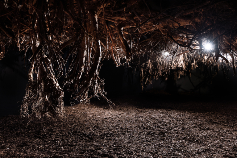 zdjęcie: w ciemnym pomieszczeniu widać zwisające z sufitu korzenie i karpy drzew