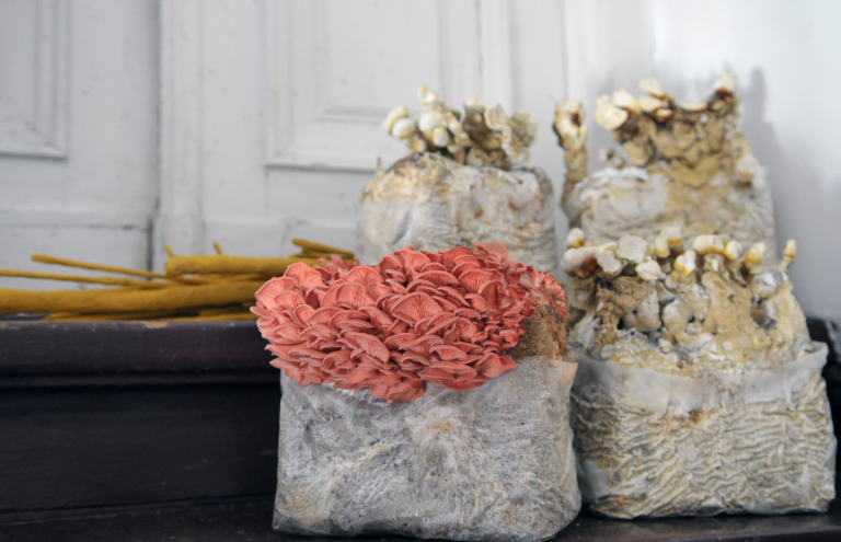 na schodach stoją sadzonki egzotycznych grzybów - białych i różowych