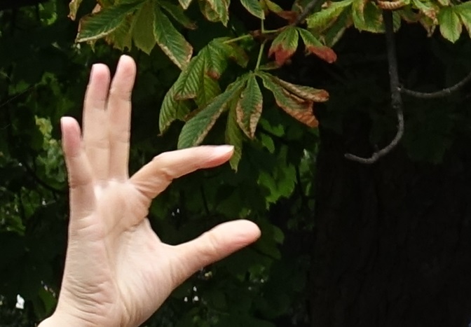 Polish Sign Language outdoor workshops