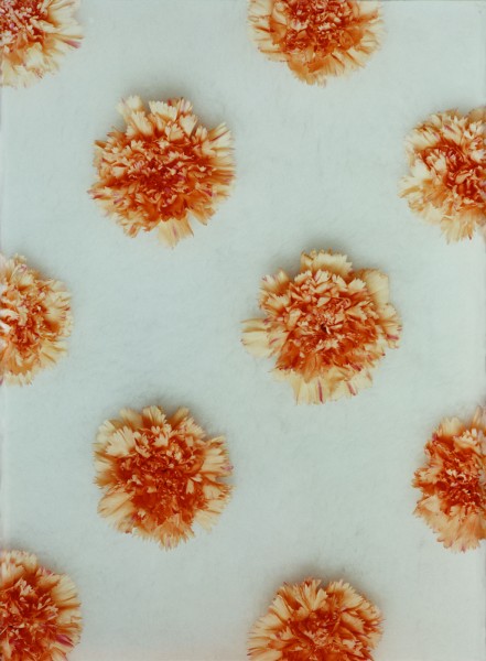 na białym tle równomiernie ułożone pomarańczowe kwiaty (goździki)