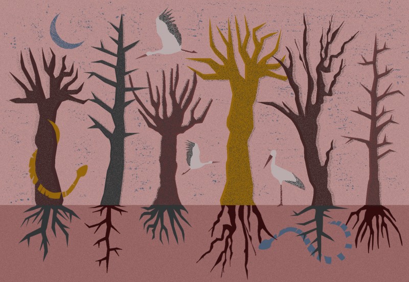In the crowns, under the roots. Lecture on trees