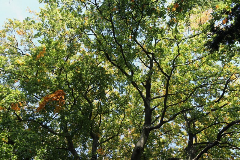 Zdjęcie korony drzewa. Pomiędzy liśćmi i gałęziami prześwituje błękitne niebo.