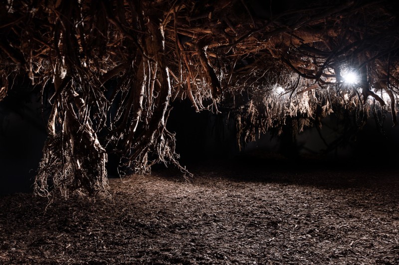 zdjęcie, czarna przestrzeń wypełniona wiszącymi korzeniami i korą usypaną na podłodze. Wnętrze ciemne, oświetlone punktowym światłem