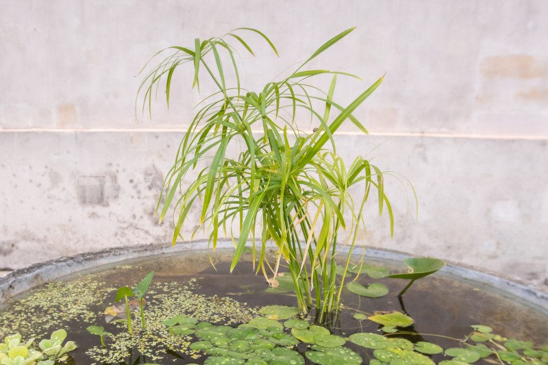 zdjęcie fragmentu betonowego pojemnika wypełnionego wodą. Wyrastają z niego drobne, zielone rośliny, w centralnej części papirus na tle otynkowanej, jasnej ściany