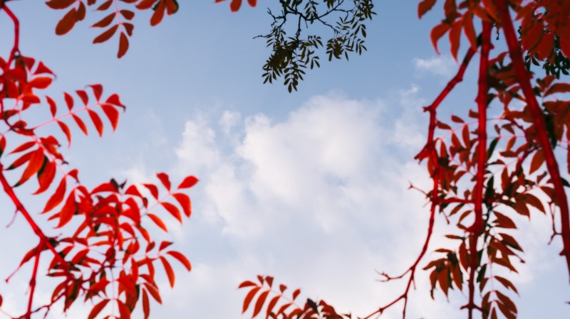 zdjęcie błękitnego nieba z białą chmurką. Kadr otoczony czerwonymi liśćmi.