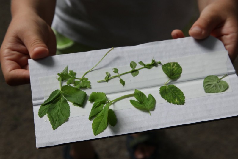 Biała kartka papieru trzymana przez dziecięce dłonie. Na niej zielone fragmenty roślin.