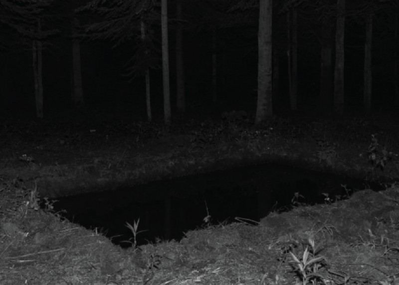 Zdjęcie ciemny las, na ziemi czarna płyta przypominająca płytę nagrobną 