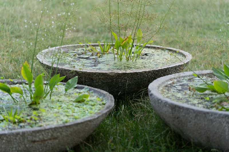 Workshop on water gardening