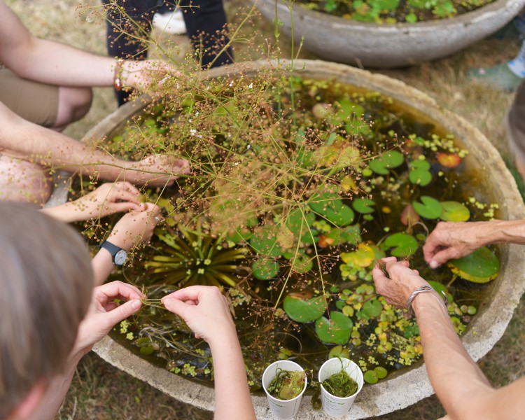 Biodiversity evening at Malachowski Square