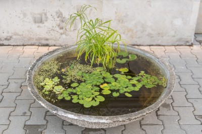 Grafika obiektu: Aquatic Plant Pot