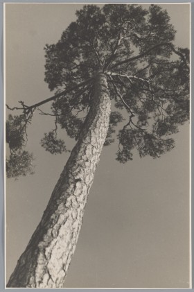 Zdjęcie pracy A Tree