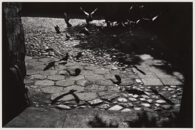 Zdjęcie pracy Pigeons in Courtyard, Łódź